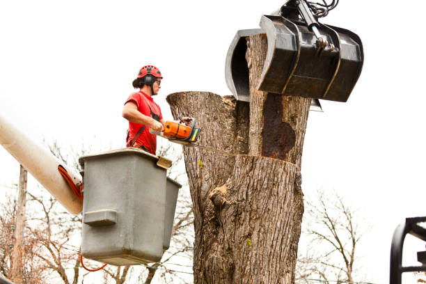 How Our Tree Care Process Works  in  Ruckersville, VA