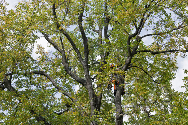 Best Commercial Tree Services  in Ruckersville, VA